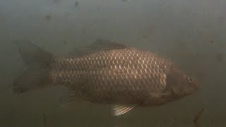 CARPA COMUN cyprinus carpio [upl. by Inaliak]