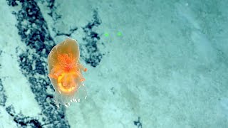 Eyecatching Translucent Tunicate and Sea Cucumber  Nautilus Live [upl. by Johnsten]