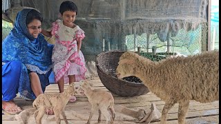 বৃষ্টি ভেজা দিনে খামারে নতুন অতিথি আসছে  Village life with Shampa  Doyel Agro [upl. by Erdnoed]