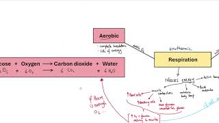 GCSE Biology  B9 Respiration OVERVIEW [upl. by Ariay]