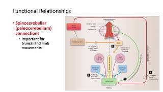 Functional Relationship of Cerebellum [upl. by Trula277]