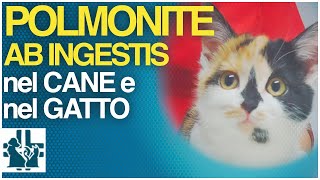 Polmonite ab ingestis nel cane e nel gatto [upl. by Yuji]