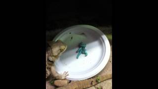 Bearded Dragons Eating Hornworms [upl. by Nowad937]