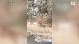 WATCH Mountain lion on Homestake Pass runs alongside vehicle [upl. by Tengdin]