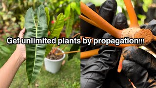 Philodendron Billietiae Propagation using Cinnamon Powder… [upl. by Reichert]