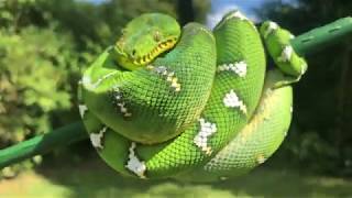 Nigel  Northern Emerald Tree Boa Corallus Caninus  2160p [upl. by Piers33]