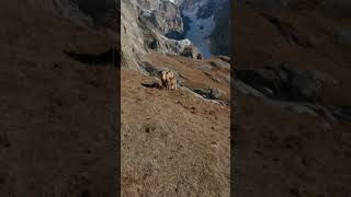 Wondering in mountains hikingroutes mightymountains autumn hikingtrails autumnview nature [upl. by Ennayd324]