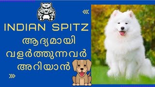 Indian Spitz is good for first time owner  First time dog owner guide  indian spitz malayalam [upl. by Ical]