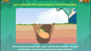 Learn the Plant Life Cycle Steps Earth Science for Kids [upl. by Allenad]