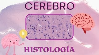 Histología de Cerebro [upl. by Brose]