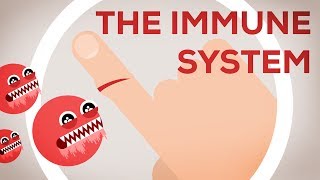 The Immune System Explained I – Bacteria Infection [upl. by Pascia124]