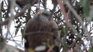 Yellowbilled Kite at West Coast National Park [upl. by Hendrika]