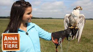 Der Falkner und seine Greifvögel  Reportage für Kinder  Anna und die wilden Ti [upl. by Agnizn]