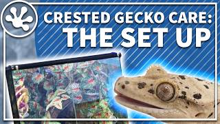 Crested Gecko Care Guide The Setup  Crested Gecko Enclosure Build Walkthrough [upl. by Eselrahc]