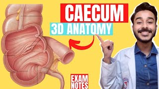 caecum anatomy 3d  anatomy of caecum  large intestine anatomy [upl. by Negiam]