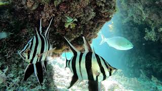 Rottnest Island Western Australia  One day and 5 hours of Snorkelling  Gopro Hero 7 [upl. by Ibor546]