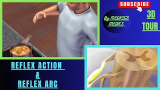 Reflex Action  Reflex Arc  Pathway of Reflex Arc  Medical Animations [upl. by Doerrer52]