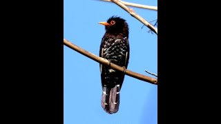 Violet Cuckoo M  2  Bird  Birdwatching  Wildlife  Nature  Port Blair  Andaman Island [upl. by Anum]