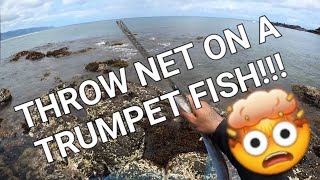 Trumpet Fish in a Throw Net  Throw Net Hawaii [upl. by Nosduj]