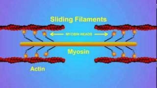 5 Details of ActinMyosin Crosslinking [upl. by Adnorahs]