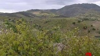 Vendanges de banyuls [upl. by Gabe]