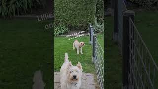 HELP How to stop a dog barking without nothing dog westie westhighlandwhiteterrier cavapoo [upl. by Enriqueta]