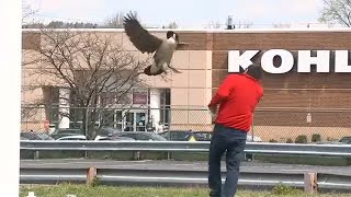 Goose protecting its brood causing problems at NJ diner [upl. by Nacul]