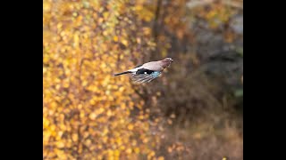 Canon R6 and Canon RF 100500MM F4571 L IS USM Bird Photography [upl. by Nawud]