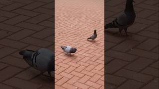 Pigeon courtship [upl. by Elane522]