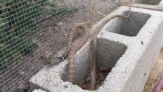 a Red Coachwhip attempts to invade my outdoor lizard enclosure [upl. by Airlee]