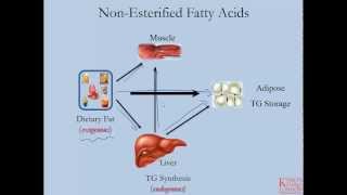 Lipids and Lipoproteins  Part 6 Adipose and NonEsterified Fatty Acids [upl. by Elfie]