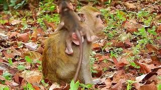 Best Scene Today Very Newborn Monkey Shaking Crying Nearly By Young Mother Monkey MonkeyAnimals [upl. by Servais882]