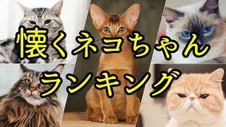 かわいい懐きやすい猫種ランキング [upl. by Marilin600]