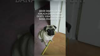 KÖPEK SAHİPLENMEK  EMİNMİSİNİZ Mutlaka İzleyin PUG cinsi köpek beslemek pug [upl. by Loss]