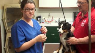 How to glue Mini AussieMiniature American Shepherd Ears [upl. by Weirick]