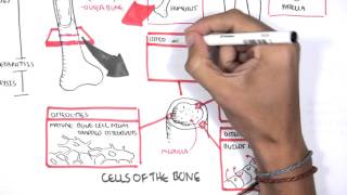 Skeletal System Overview [upl. by Jaban]