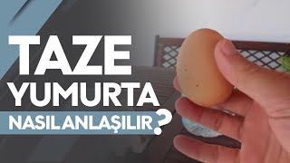 Taze Yumurta Nasıl Anlaşılır [upl. by Elyrad598]