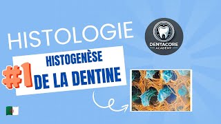 Histogenèse de la dentine I Dentinogenese 🤓 Part 1 [upl. by Jobi177]