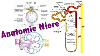 Anatomie Niere Teil 23 Glomerulus I Medlifecrisis [upl. by Mays]