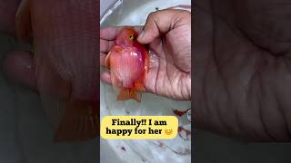 I saved my Parrot fish A big relief and lesson learned❤️🔥👍fish fishlover parrotfish fishtank [upl. by Dotti]