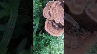 Tree Bracket Fungi l Fungus on dead trees l Bracket Fungus [upl. by Haidabez]