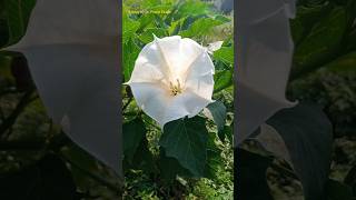 Epipetalous Condition in Solanaceae Family Datura Plant Epipetalous Condition stamen datura [upl. by Aseram]