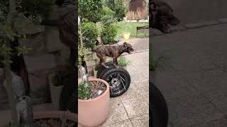 What the dog doing  🫣🐶 dog staffy staffordshirebullterrier agility parkour k9 apbt [upl. by Bertie71]