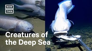 Unusual DeepSea Fish Found 6100 Meters Below Surface by Researchers [upl. by Carmelita]