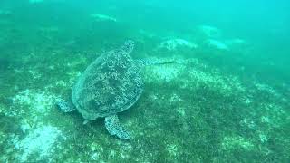 Philippines Oct 2024 Turtle and Whale Shark [upl. by Kiki]