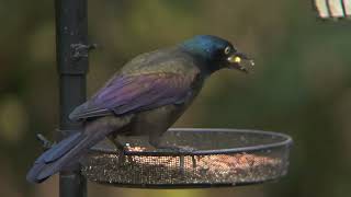 Grackles birds birdwatching nature Minnesota [upl. by Yatnahc659]