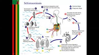 schistosomiasis LIFE CYCLE [upl. by Costanza]