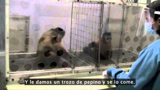 Frans de Waal ¿Los animales tienen sentido de moralidad [upl. by Atwahs]