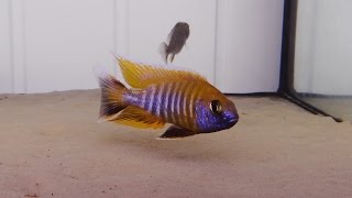 MALAWI CICHLIDS AULONOCARA JACOBFREIBERGI YELLOW SELECT [upl. by Tripp375]