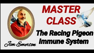 Racing pigeon Master class in the immune system Jim Emerton [upl. by Ailegra]